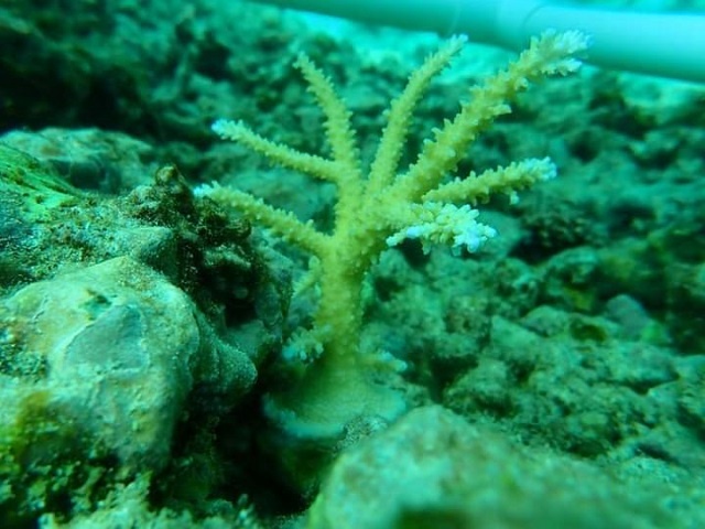 On-land coral nursery in Seychelles grows, transplants 80 individual corals