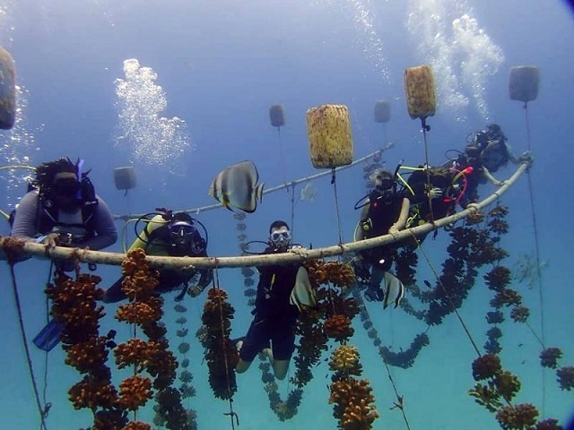 Alors que le corail devient de plus en plus menacé, les Seychelles aident six pays à mettre en œuvre la restauration du corail