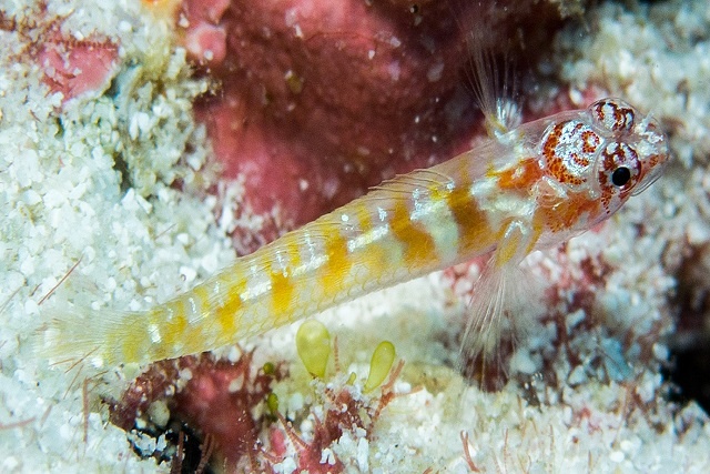 Fish discovery in Seychelles is confirmed as new species of dwarf goby group