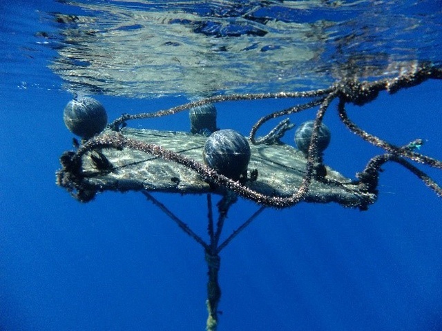 La Commission des thons de l'océan Indien adopte des mesures proposées par les Seychelles pour réduire les déchets marins et les dommages causés aux récifs