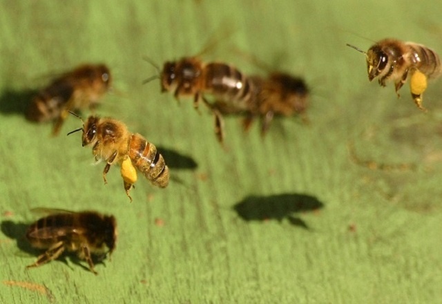 In a bid to protect bees, Seychelles adopts environmentally friendly pesticides