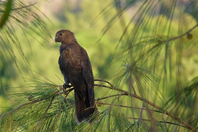 Can you spot one of Seychelles' endemic black parrots? You could win a chance to give it your name