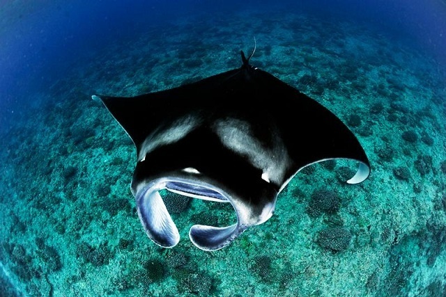 Une étude révèle que des raies manta se rassemblent autour de 2 îles des Seychelles