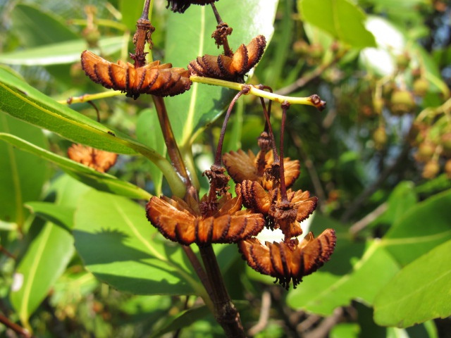 Environmentalists in Seychelles concerned new dam will impact endangered jellyfish tree