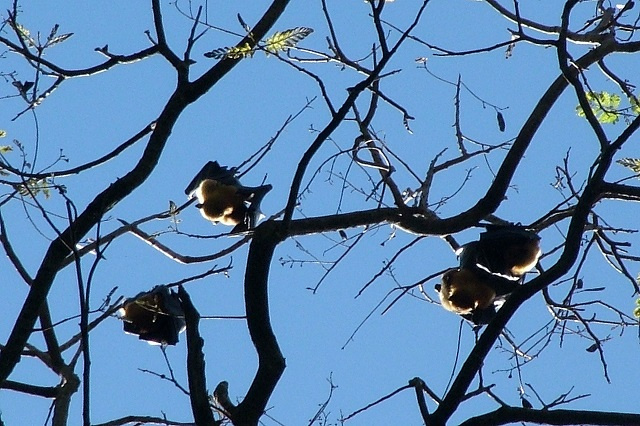 New study in Seychelles to establish fruit bat population, breeding patterns