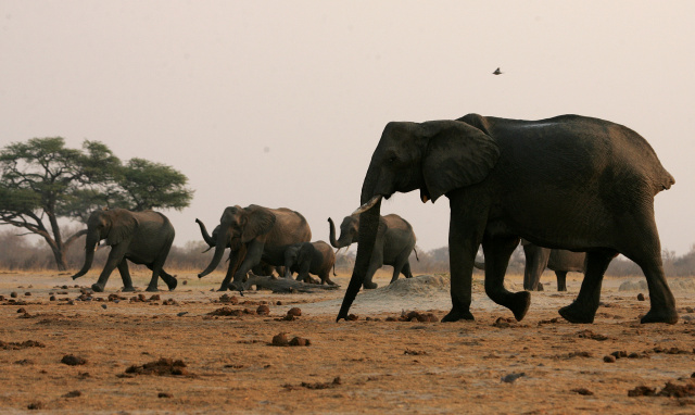 Dozens of elephants die in Zimbabwe drought