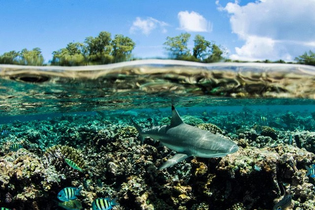 Save Our Seas study finds that Seychelles' St. Joseph is healthy place for blacktip reef sharks