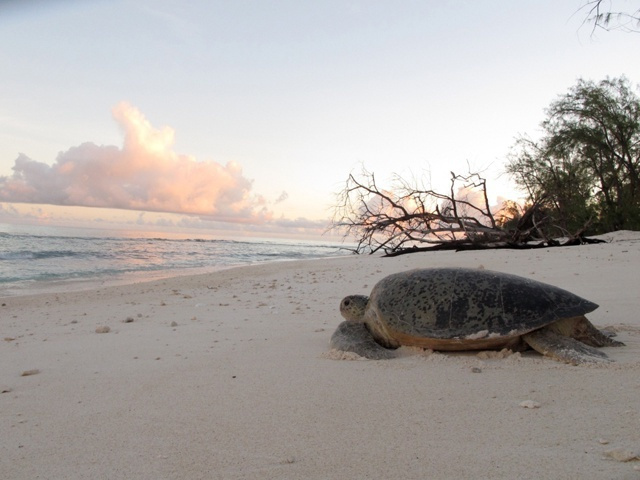 La surveillance nocturne est renforcée sur les plages alors que la période de nidification des tortues commence aux Seychelles