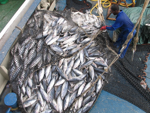 Seychellois expert says EU overfished tuna; EU ambassador says union is investigating