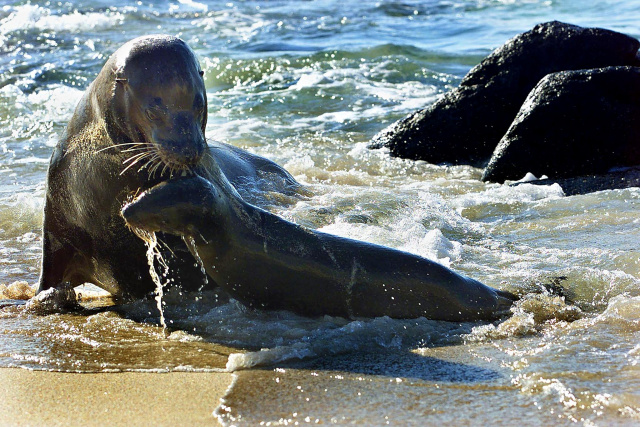 'Not a single species' affected by Galapagos fuel spill