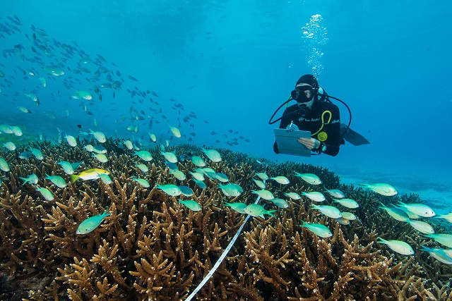 Soft coral around 2 Seychelles islands suffered less than feared in 2015-17 warming, study finds