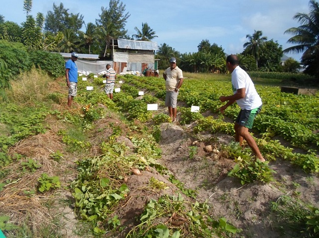 Des terres limitées et un soutien technique aux agriculteurs des Seychelles limitent la production agricole, selon un responsable