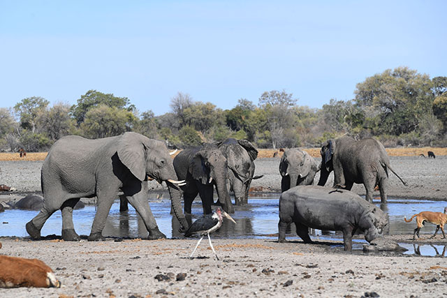 Le Botswana lance des enchères pour les permis de chasse à l'éléphant