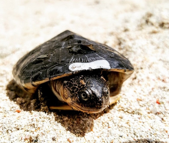 Adopters of turtles and coral help conservation society in Seychelles protect species