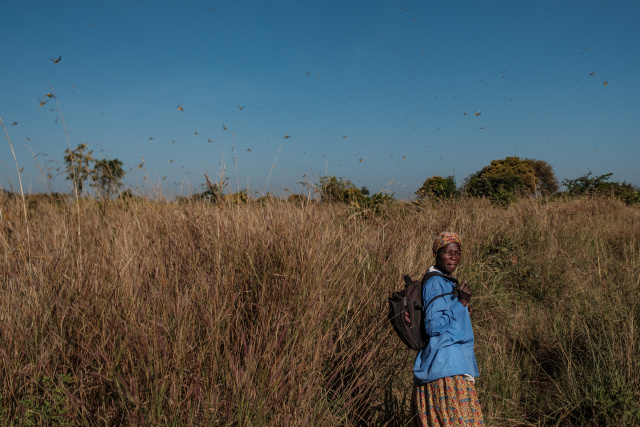 Locust swarms arrive in South Sudan, threatening more misery