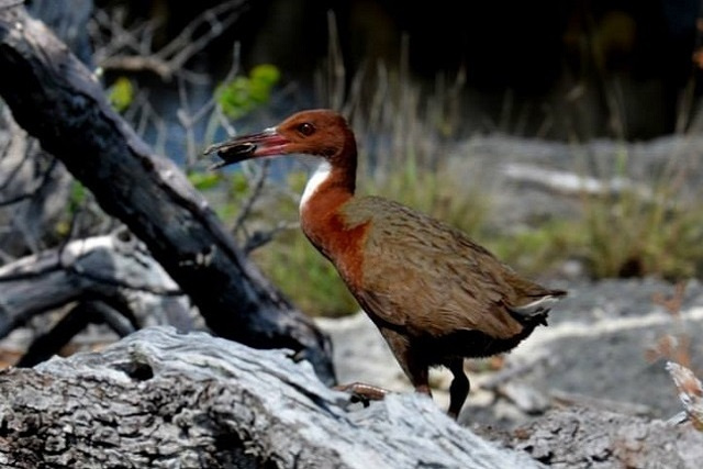 New research finds that flightless bird in Seychelles should be own species