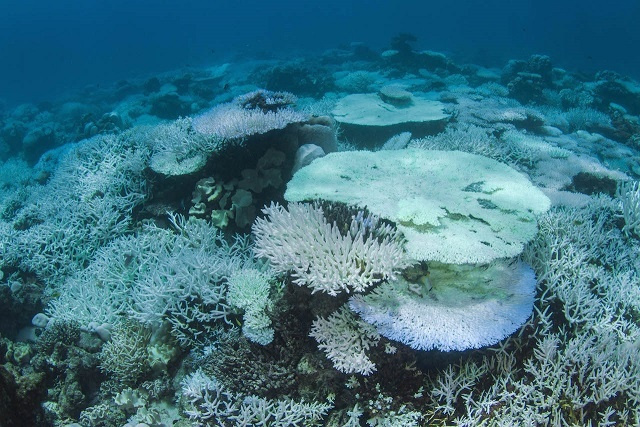 New project in Seychelles to highlight importance of coral reefs to children