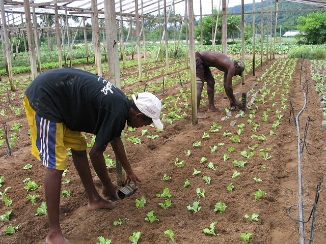 Youth in Seychelles: Diversify away from tourism, grow ICT and agricultural sectors