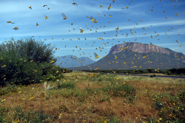 In midst of pandemic, E. Africa braces for another locust invasion