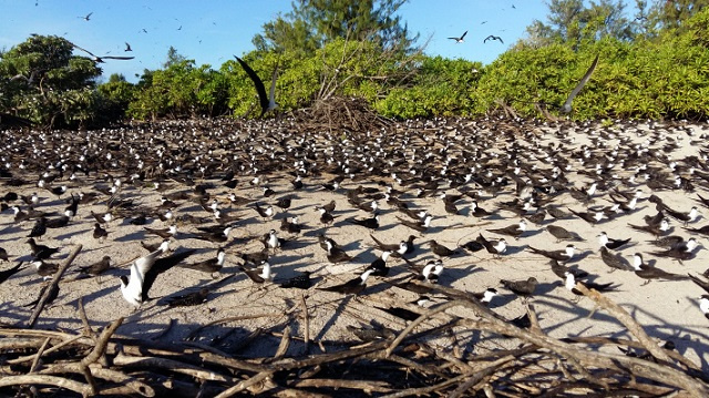 Study shows sooty tern flying from Seychelles to Thailand