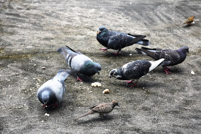 Seychelles’ environment ministry concerned about feral pigeons, invasive crows