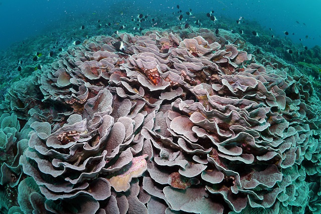 Project in Seychelles examines if cold water reduces coral bleaching