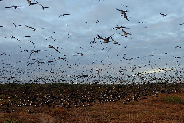 Census to be held in 2021 to establish Seychelles' sooty tern population