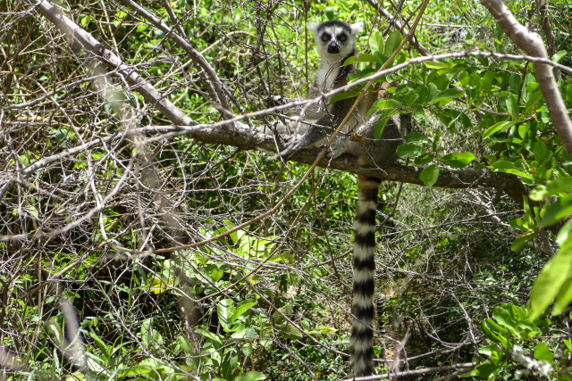 Nearly all Madagascar's lemur species 'face extinction'