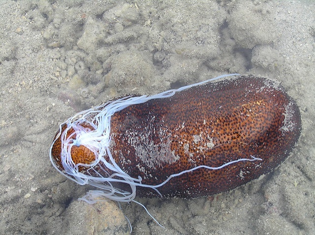 Sea cucumber catch up 35 percent in Seychelles