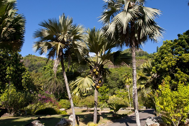 Coco de mer palm in the front yard? Property owners in Seychelles can now plant one