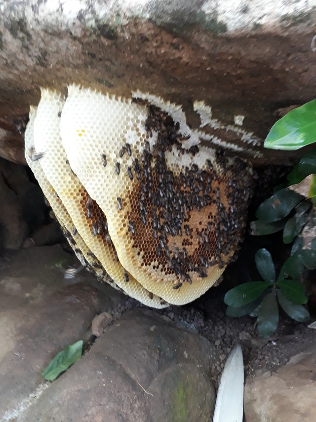 Une étude examine comment la présence des abeilles influe sur le succès des plantes indigènes aux Seychelles