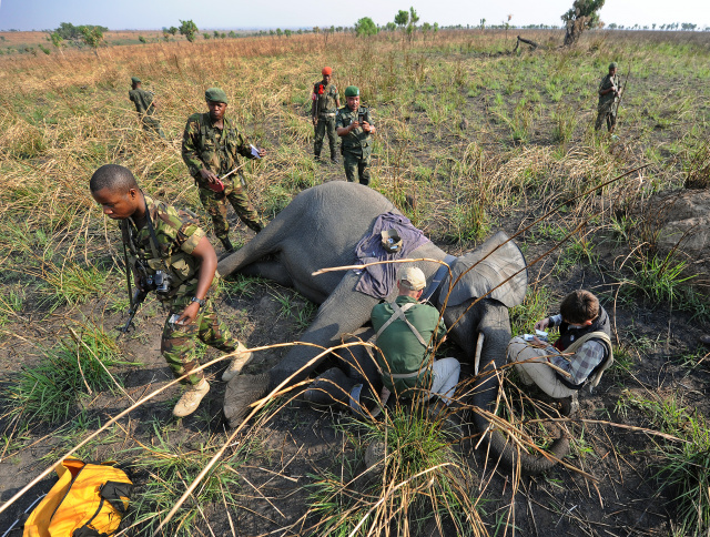 Congo elephant poacher gets 30 years forced labour