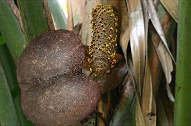 Les graines de coco-de-mer aux Seychelles sont divisées entre 50-50 mâles et femelles, selon une nouvelle étude