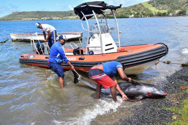 18 whales die in Mauritius stranding