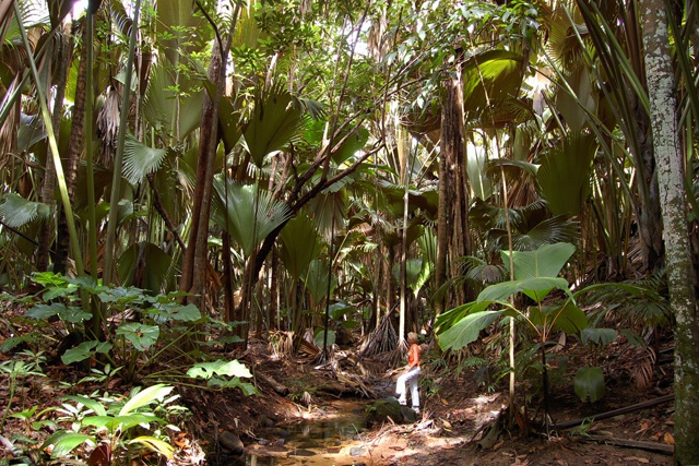 Seychelles' Vallee de Mai, home of coco de mer, wins Tripadvisor Travellers' Choice Award