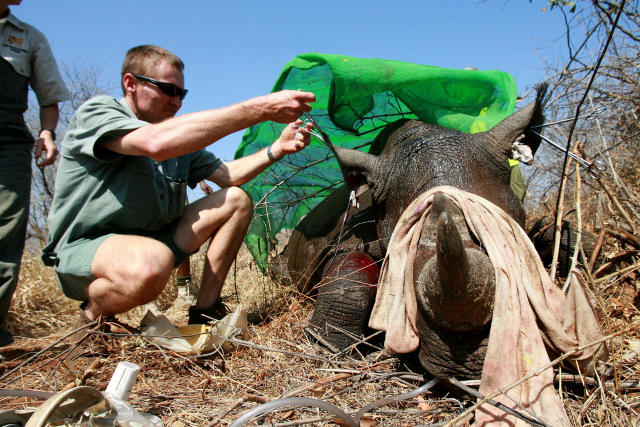 World wildlife plummets more than two-thirds in 50 years: index