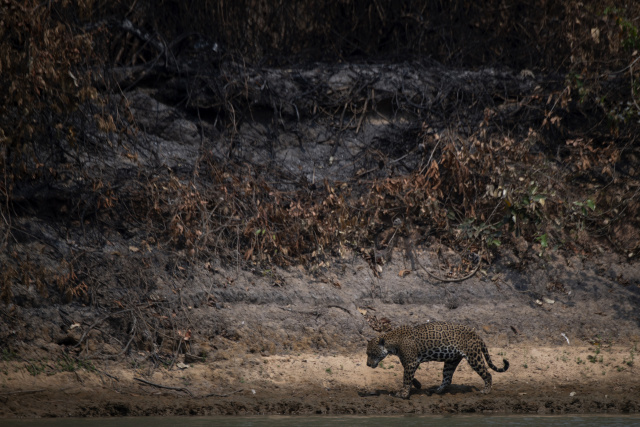 Race to rescue animals as Brazilian wetlands burn