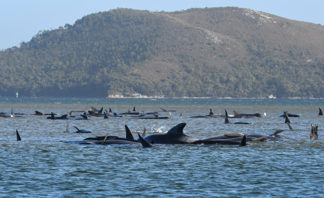 Rescue under way to save 180 stranded whales in Australia