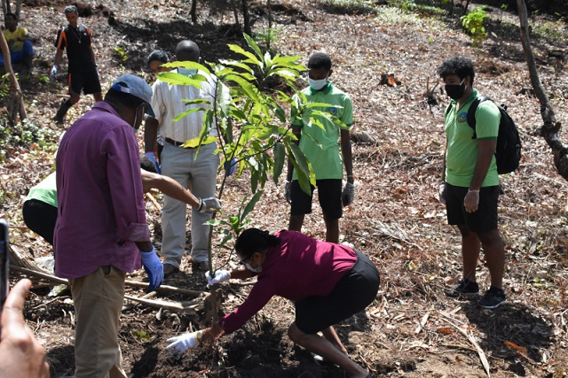 Seychelles planting hectares of fruit trees to increase food security