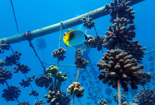 Over 50,000 corals raised in nurseries after 10 years of work by Nature Seychelles