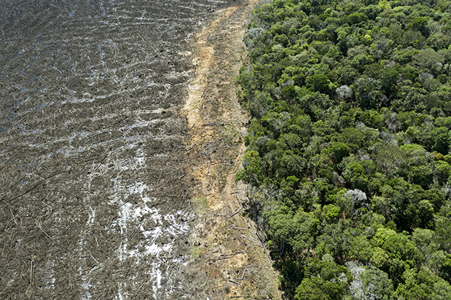 La déforestation en Amazonie brésilienne au plus haut depuis 12 ans