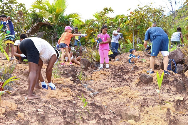 Campagne de reboisement aux Seychelles : objectif planter 250 000 arbres