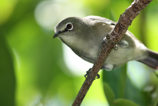 Cinq espèces menacées sont stables aux Seychelles, mais les conservationnistes veulent des études plus complètes