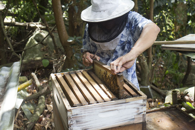 Beekeepers in Seychelles gain new training opportunities after agreement with Ministry of Agriculture