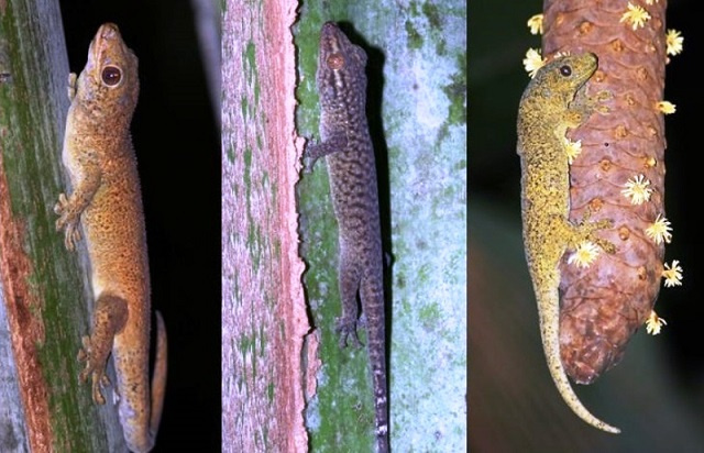 New law in Seychelles to protect giant bronze gecko, tiger chameleon against trafficking