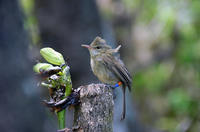 New study in Seychelles shows value of even elderly warblers raising their young