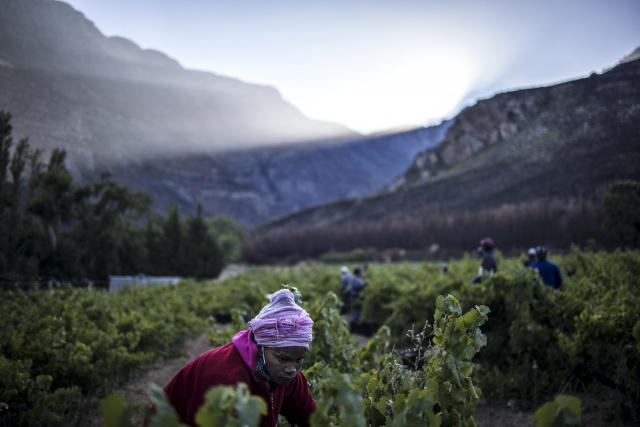 S.African wine 'paradise' finds success by going its own way