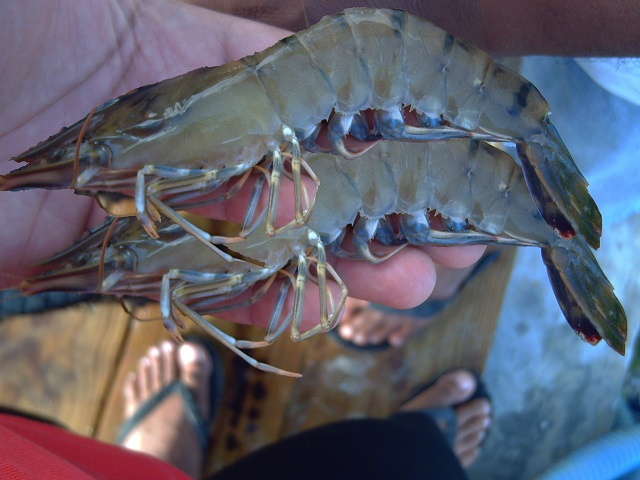 Seychellois team to manage relaunched prawn farm on Coetivy Island; foreign labour also needed