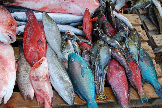 New research by Seychelles Fishing Authority to help with fish stock management