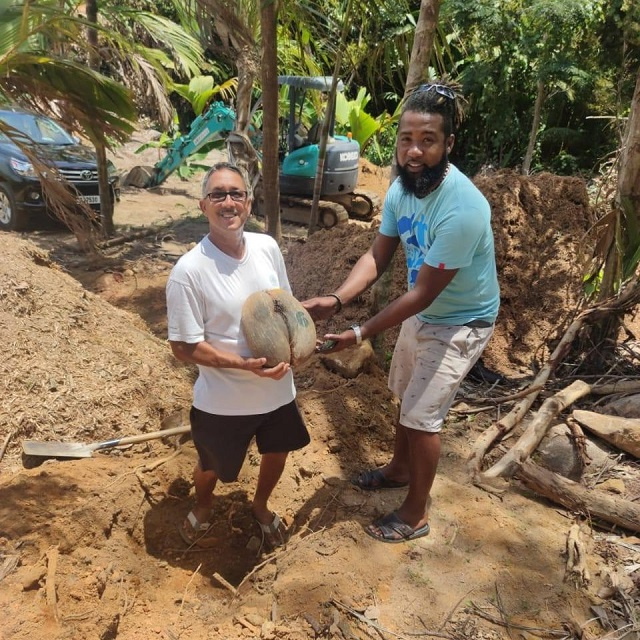 96 coco de mer nuts planted by property owners, Seychelles Islands Foundation says